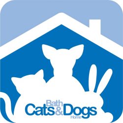 bath-cats-and-dogs